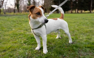 Reattività al guinzaglio: l’importanza delle emozioni – dal disagio alla relazione