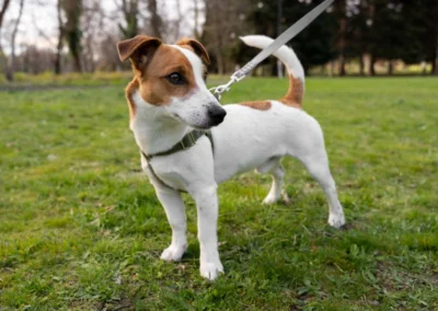 Reattività al guinzaglio: l’importanza delle emozioni – dal disagio alla relazione