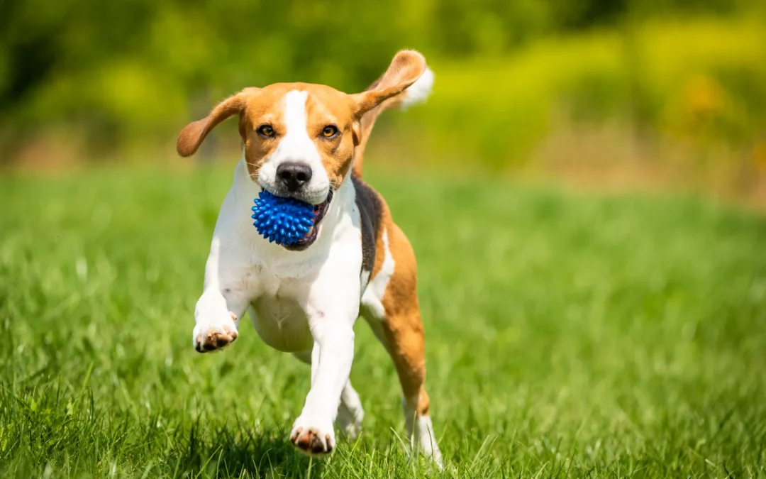 Puppy Class: il percorso educativo per far crescere un cucciolo felice, equilibrato e sicuro