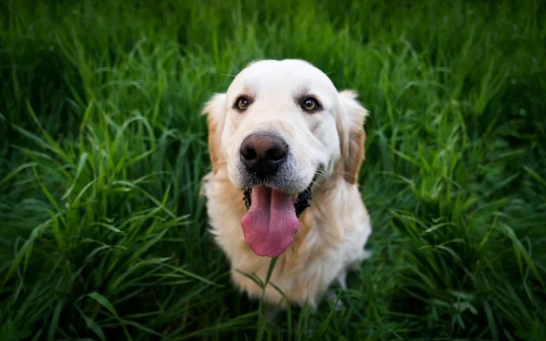 Microespressioni facciali: come leggere le emozioni dal volto e migliorare la comunicazione