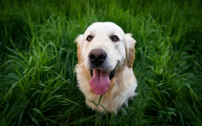 Microespressioni facciali: come leggere le emozioni dal volto e migliorare la comunicazione